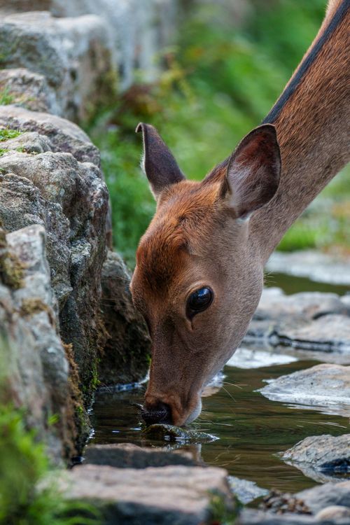 Deer Digested Rocks Deer Drinking Water in Natural Stream Setting · Free Stock Photo