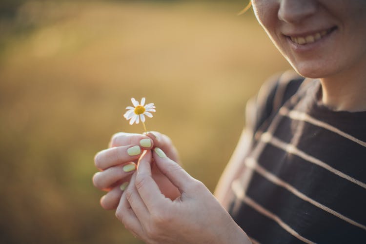 Person Holding White Daisy