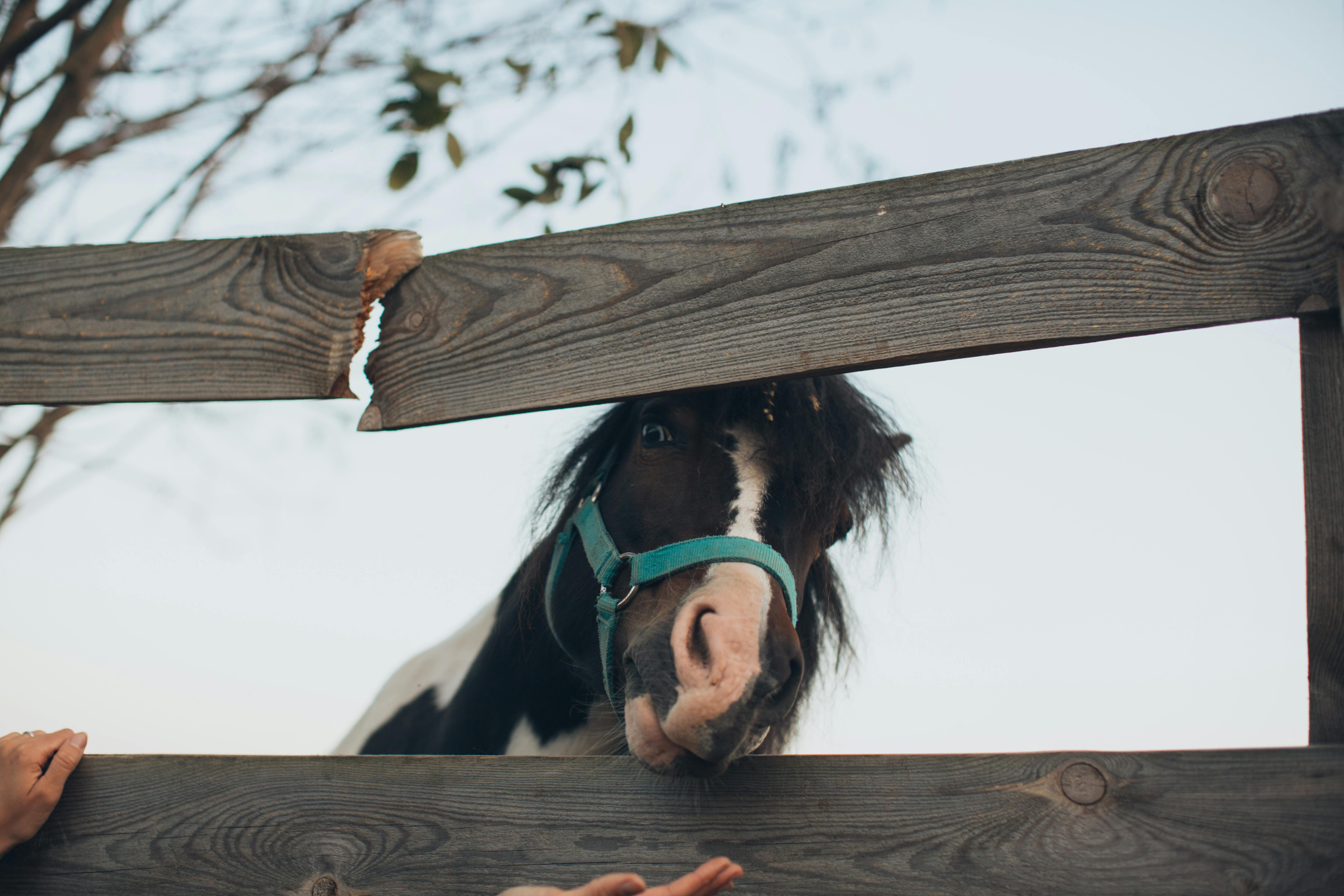 Black And White Horse · Free Stock Photo