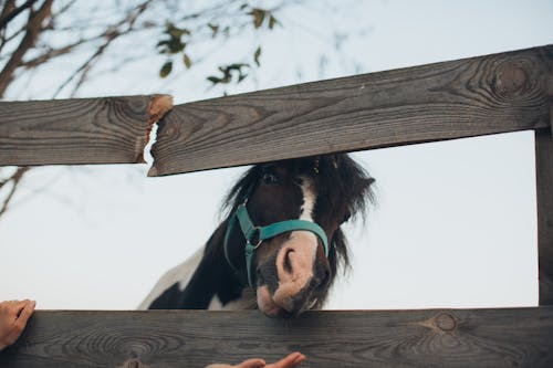 Δωρεάν στοκ φωτογραφιών με άλογο, ζωικά, ζώο