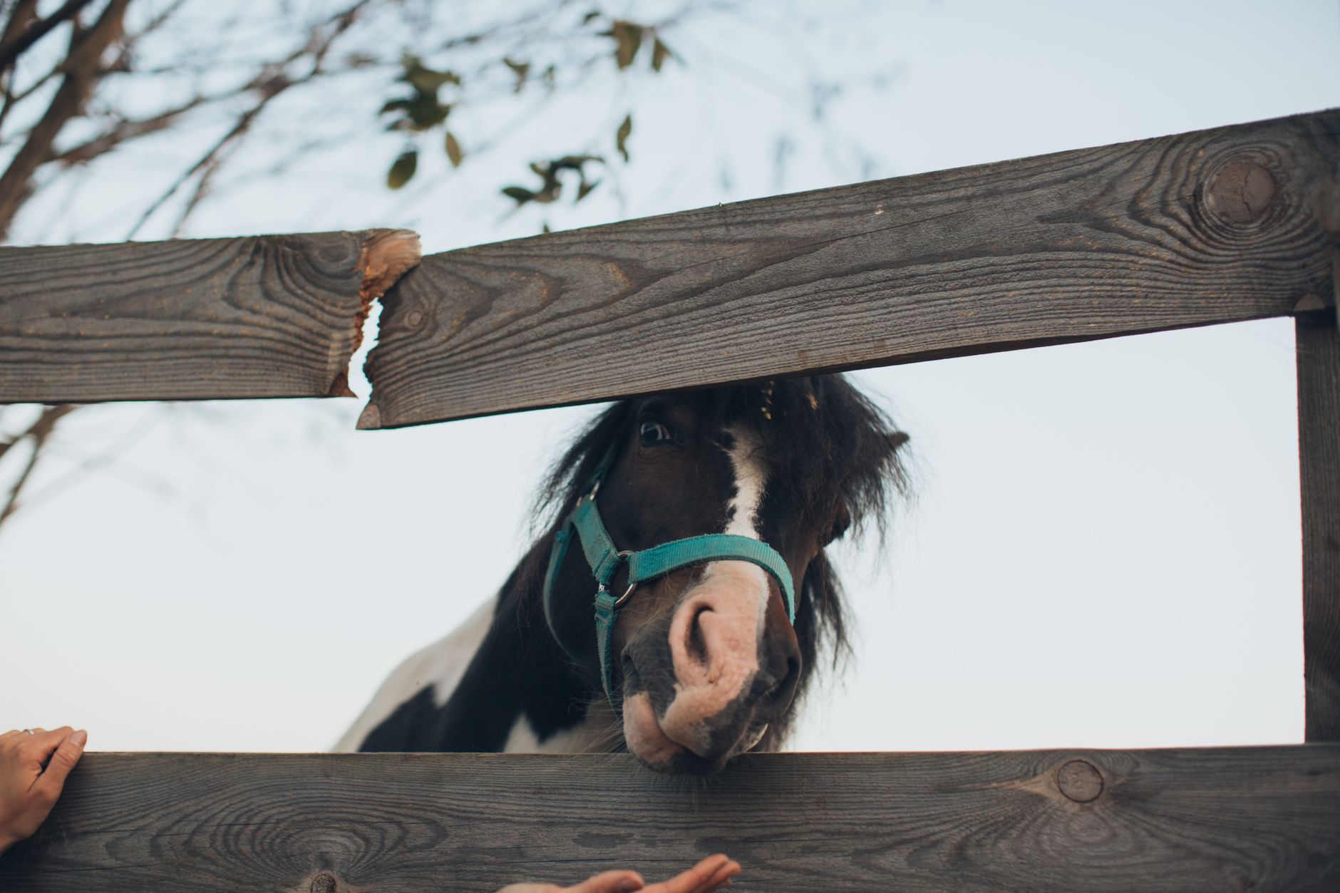 Equine-Assisted Therapy: A Gentle Approach to Managing Anxiety