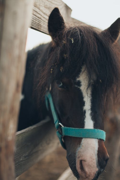 Foto De Um Cavalo