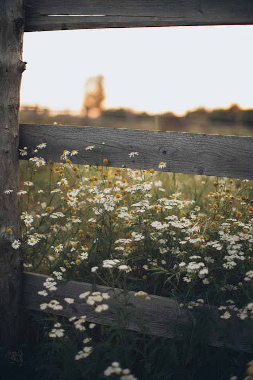 Free White Petaled Flowers Beside Wooden Fence Stock Photo
