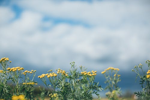 бесплатная Желтые цветы с лепестками Стоковое фото