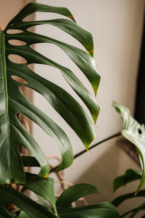 Close-up of Monstera Leaf with Natural Light  Free Stock Photo