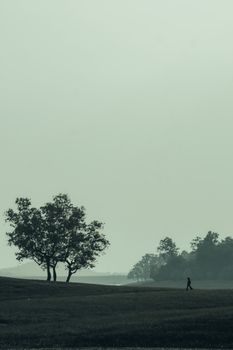 Peaceful scene of a lone walker and trees in a misty outdoor setting.