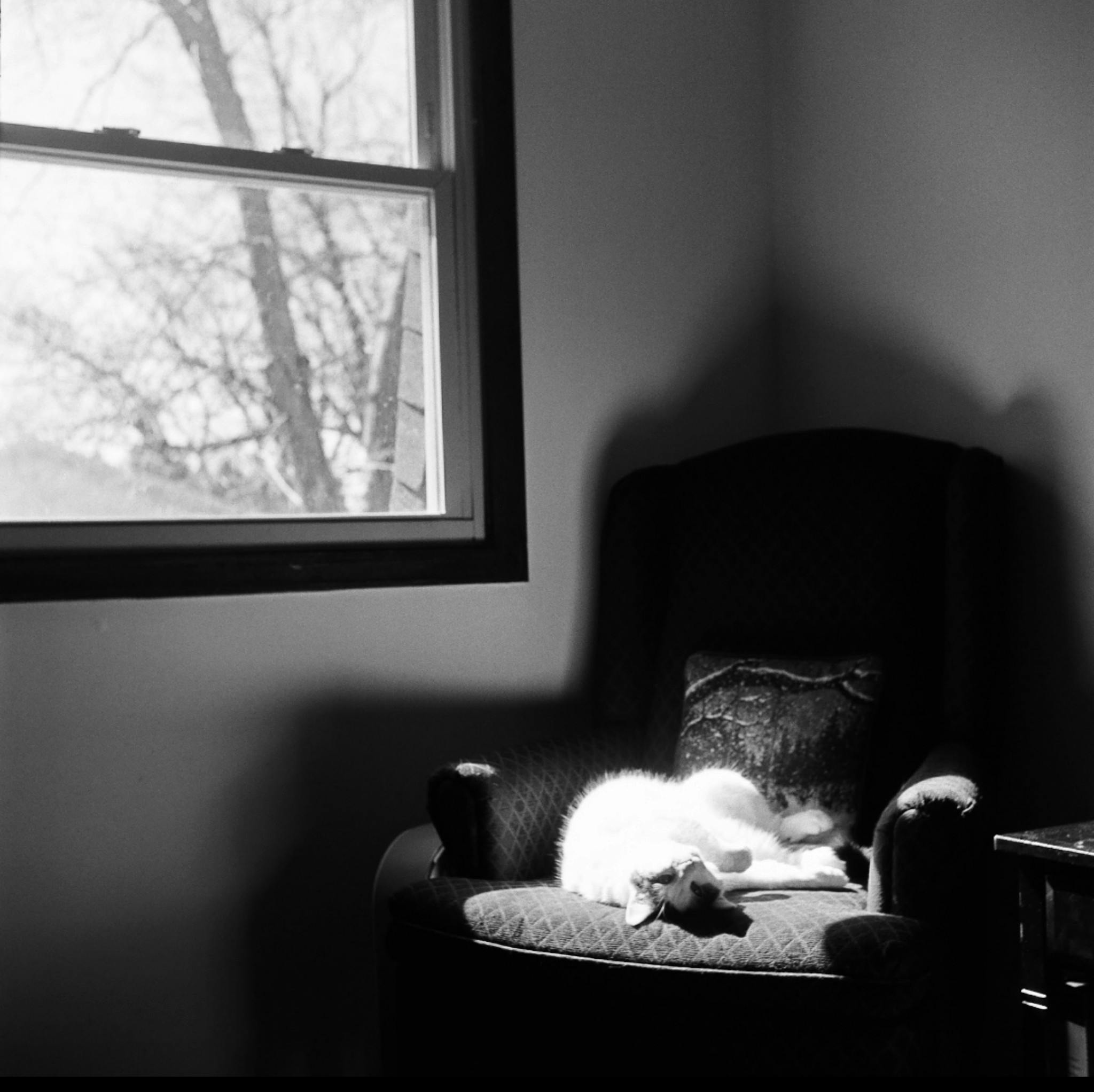 Gratuit O pisică se scaldă la soare pe un scaun lângă fereastră, surprinzând un moment liniștit în interior. Fotografie de stoc