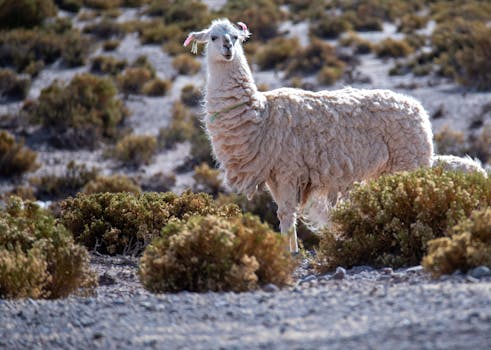 A serene llama standing amidst arid shrubs in a natural setting.