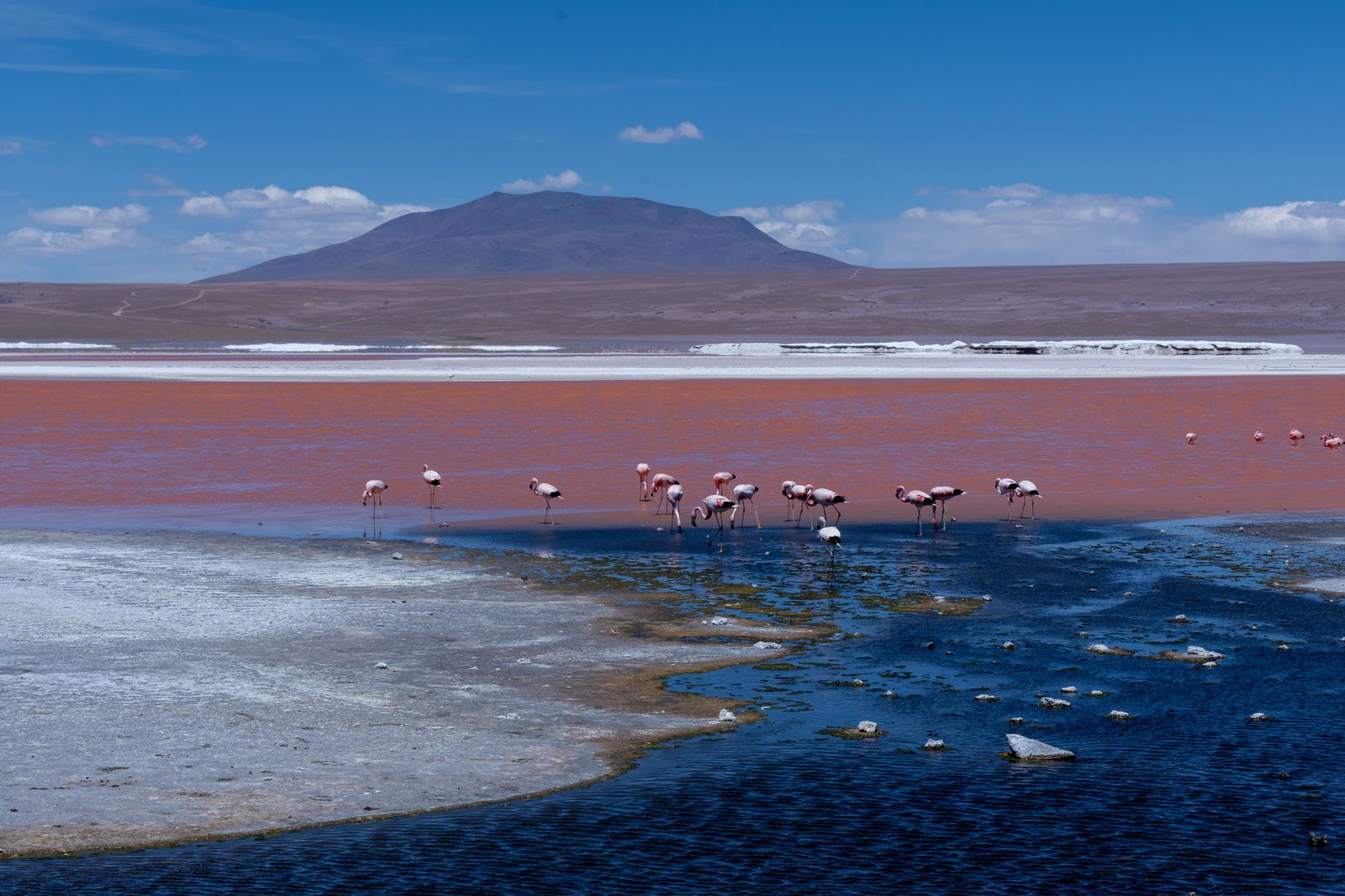 Flamingos wading in the red water of Laguna Colorada on the Bolivian altiplano