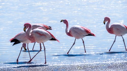 Free Andean flamingos gracefully wade in Bolivia's picturesque Laguna in daylight. Stock Photo