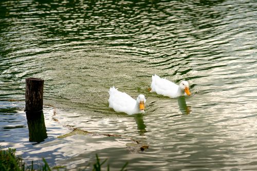 Free Two white ducks swim peacefully in a quiet pond during daylight. Stock Photo