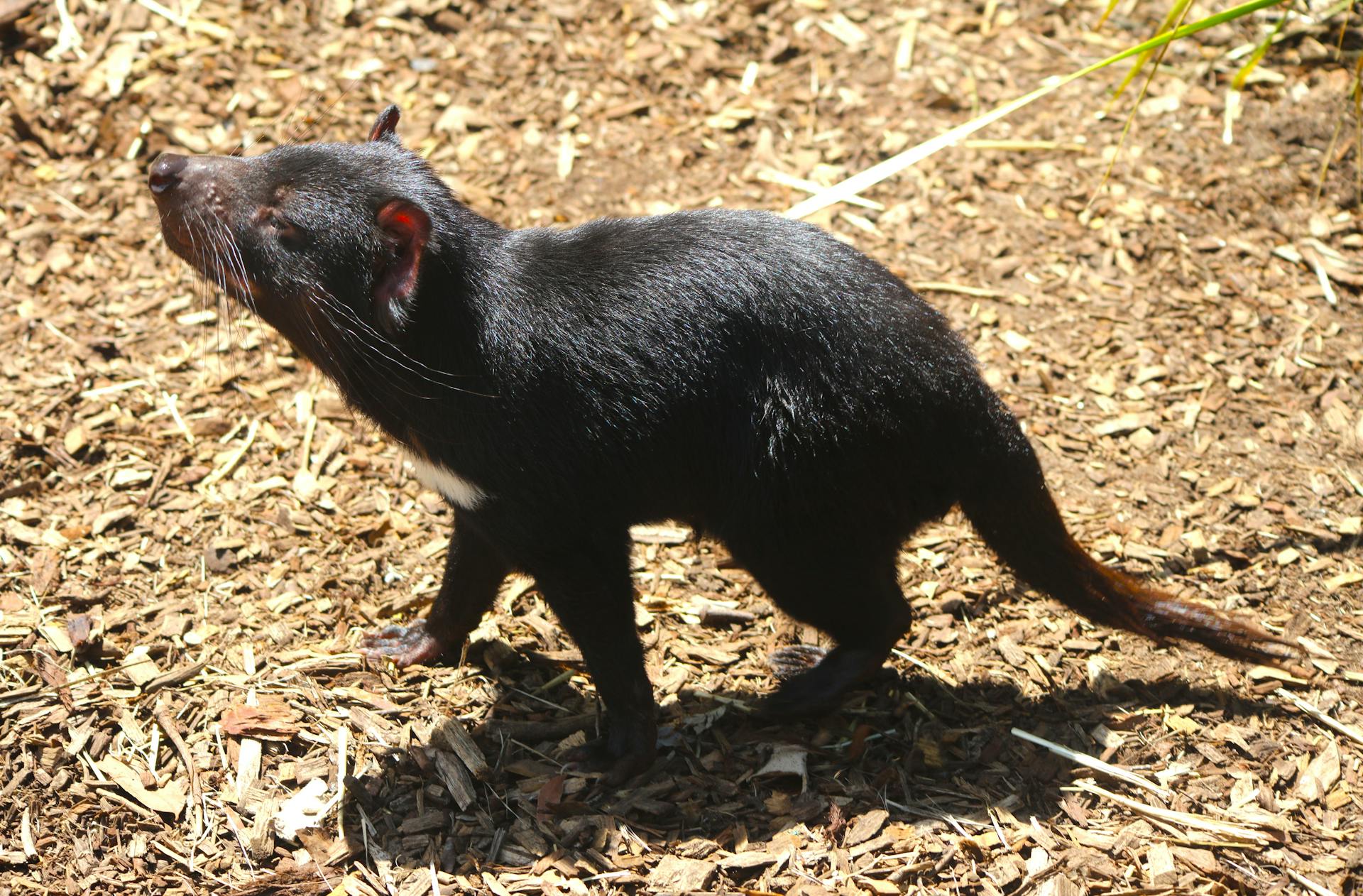 A Tasmanian Devil exploring its natural habitat on a bright, sunny day, showcasing its unique features.