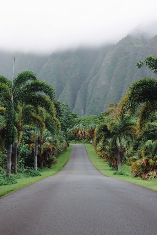 Hawaii Ritad Scenic Palm-lined Road in Hawaii with Misty Mountains · Free Stock Photo