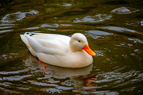 Free Serene image of a white duck gliding on a peaceful pond in Ingolstadt, Germany. Stock Photo