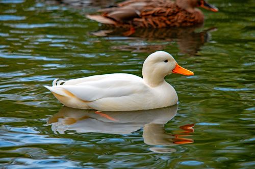 Free Serene white duck gracefully swimming on a reflective pond in Ingolstadt, Germany. Stock Photo