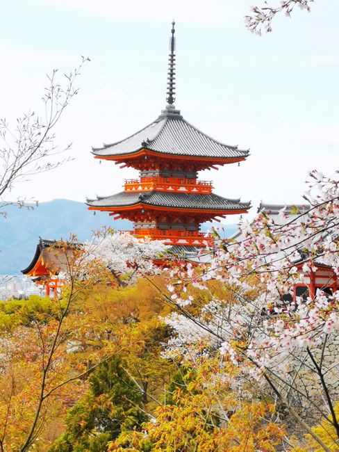 Scenic view of Kiyomizu-dera Temple surrounded by cherry blossoms in Kyoto, Japan.