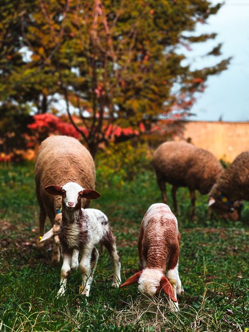 Free A serene outdoor scene of sheep and lambs grazing in a lush green field with autumn foliage. Stock Photo