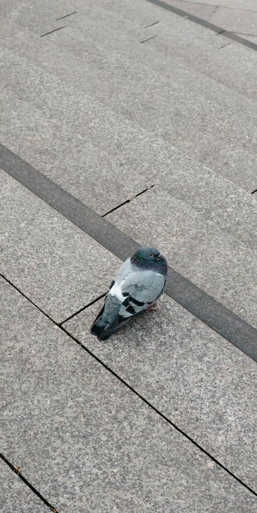 Free Close-up of a pigeon on city stone steps, showcasing urban wildlife. Stock Photo