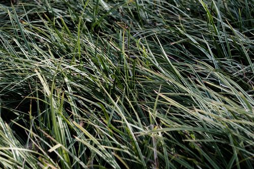 Free Close-up view of lush green grass swaying in the sunlight, perfect for nature themes. Stock Photo