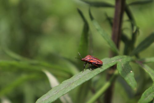 Free Macro shot of a red-striped bug on a green leaf in Catalunya's lush environment. Stock Photo