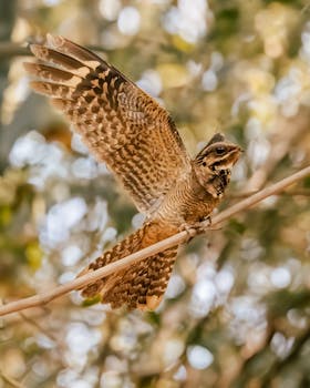 A graceful Indian Nightjar (Caprimulgus asiaticus) soaring in a forest setting.