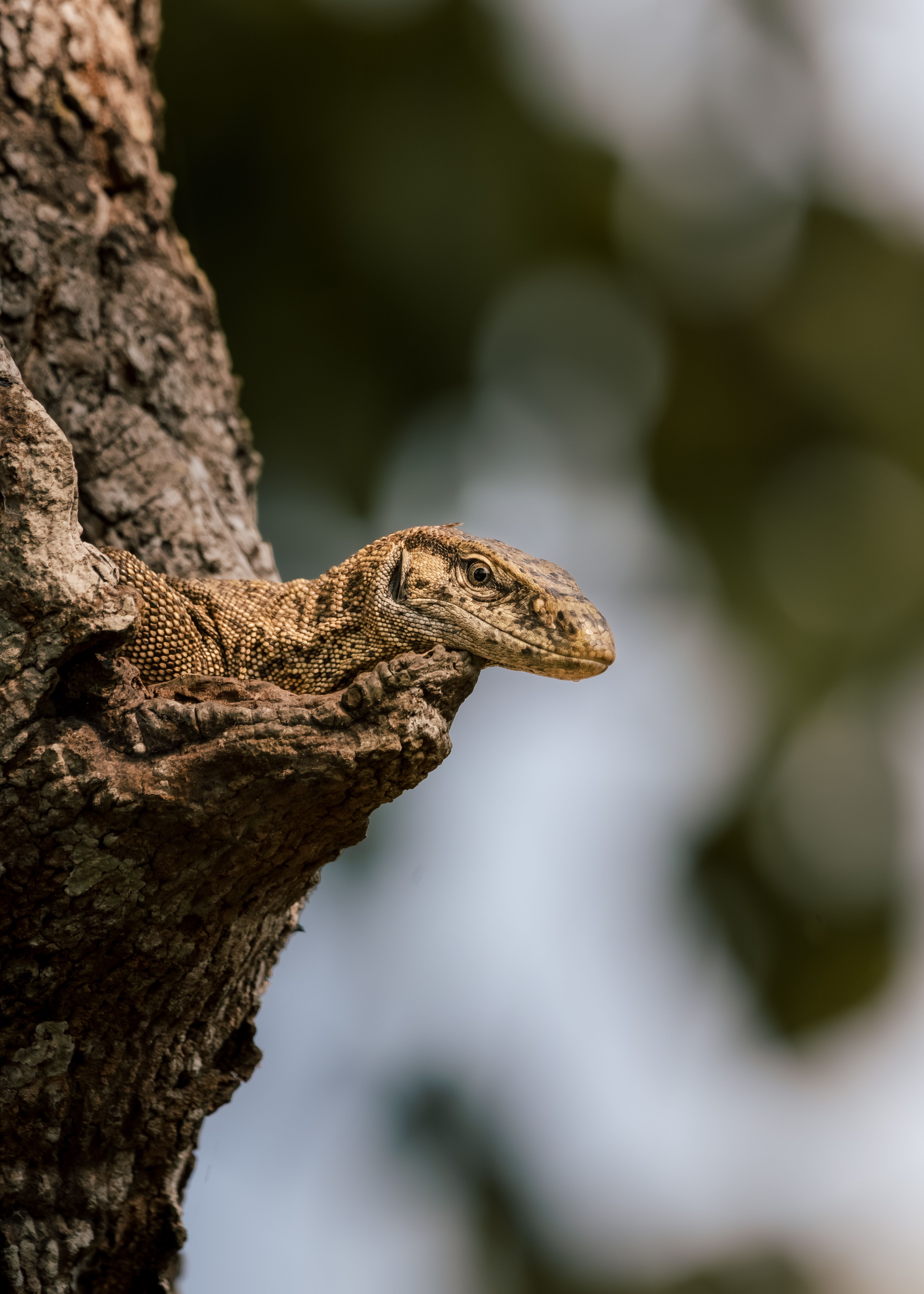 Close-up of a Monitor Lizard in a Tree · Free Stock Photo