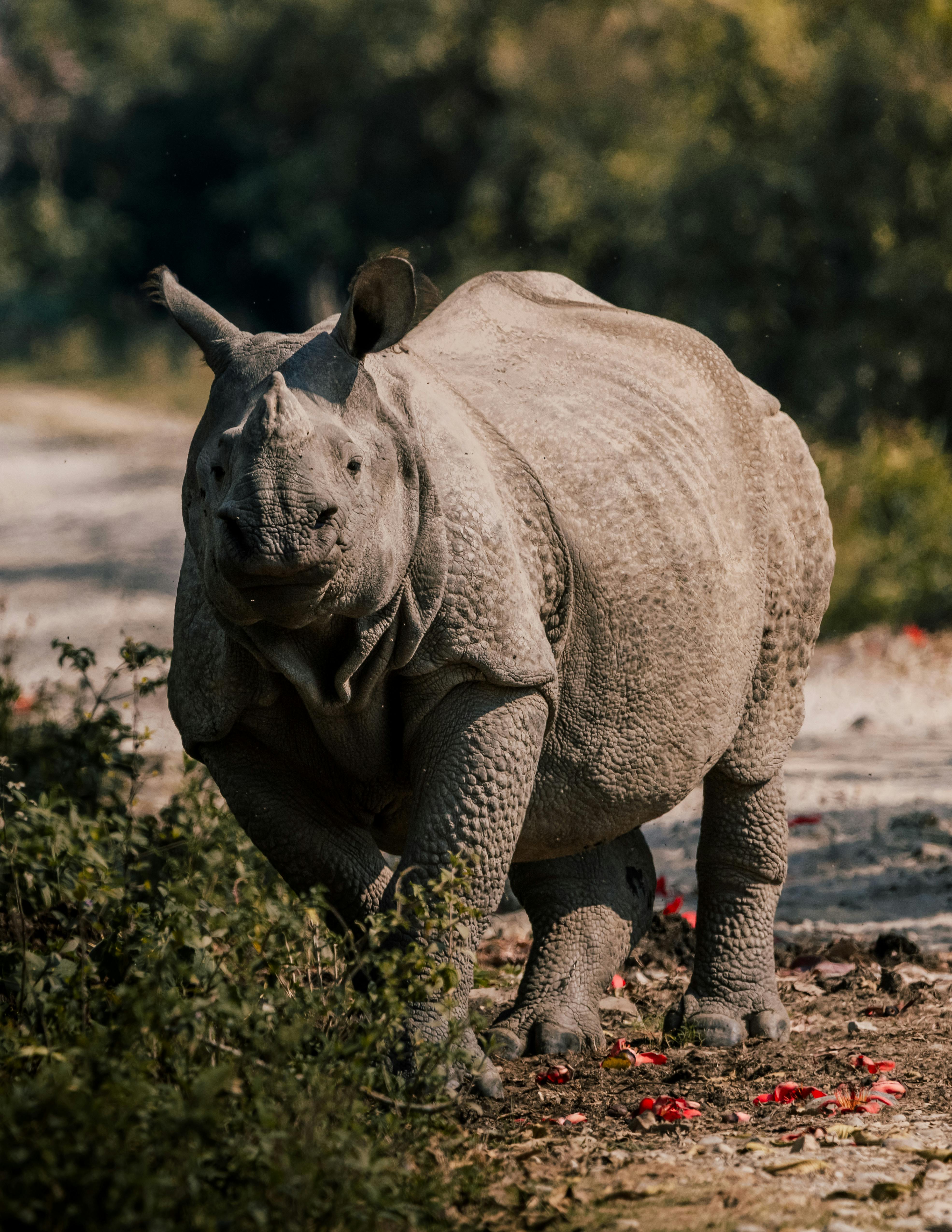 grátis Um majestoso rinoceronte indiano em um habitat natural, exibindo suas características distintas. Foto profissional
