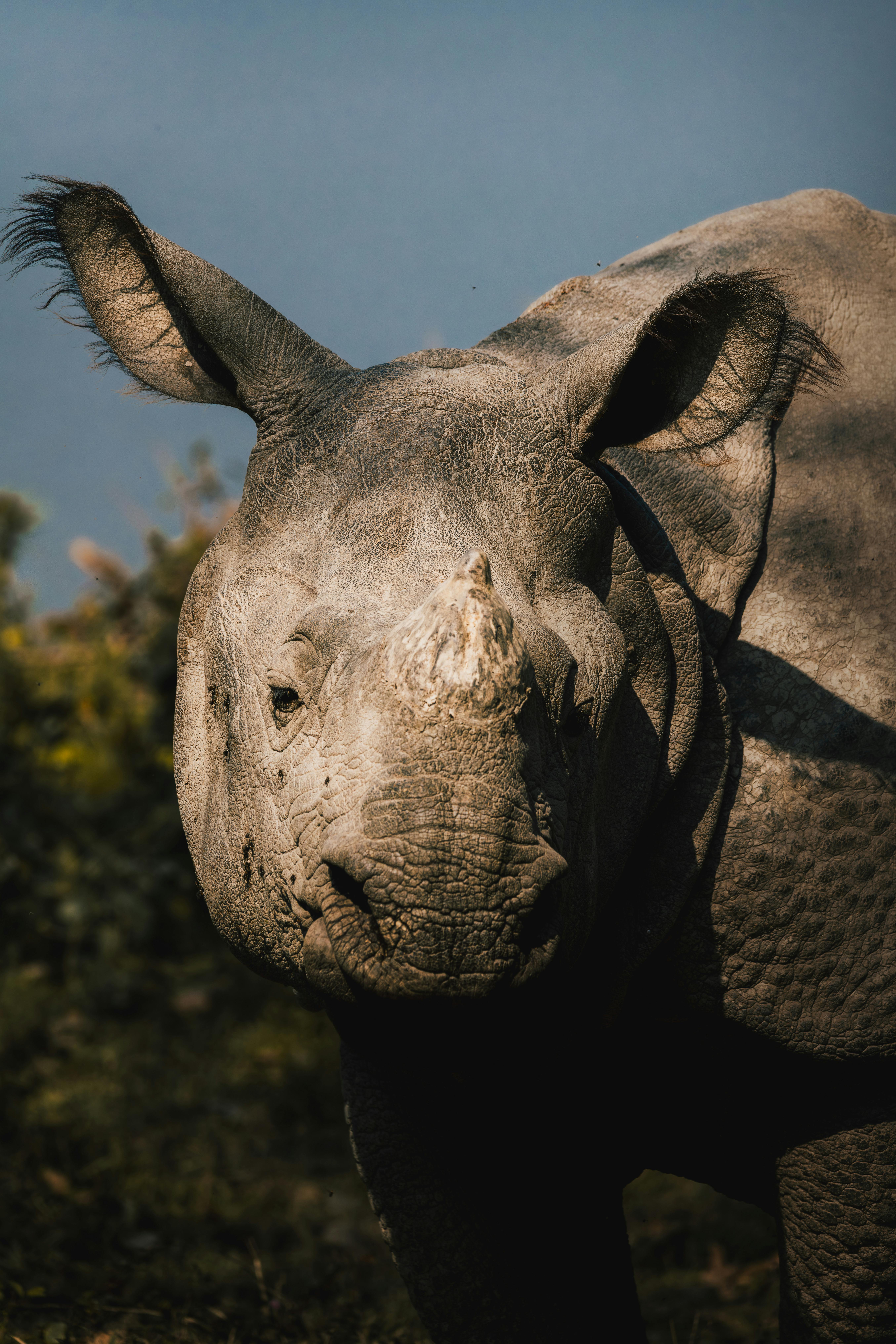 Gratuit Un portrait détaillé d'un rhinocéros à une corne dans la nature avec un éclairage naturel. Photos
