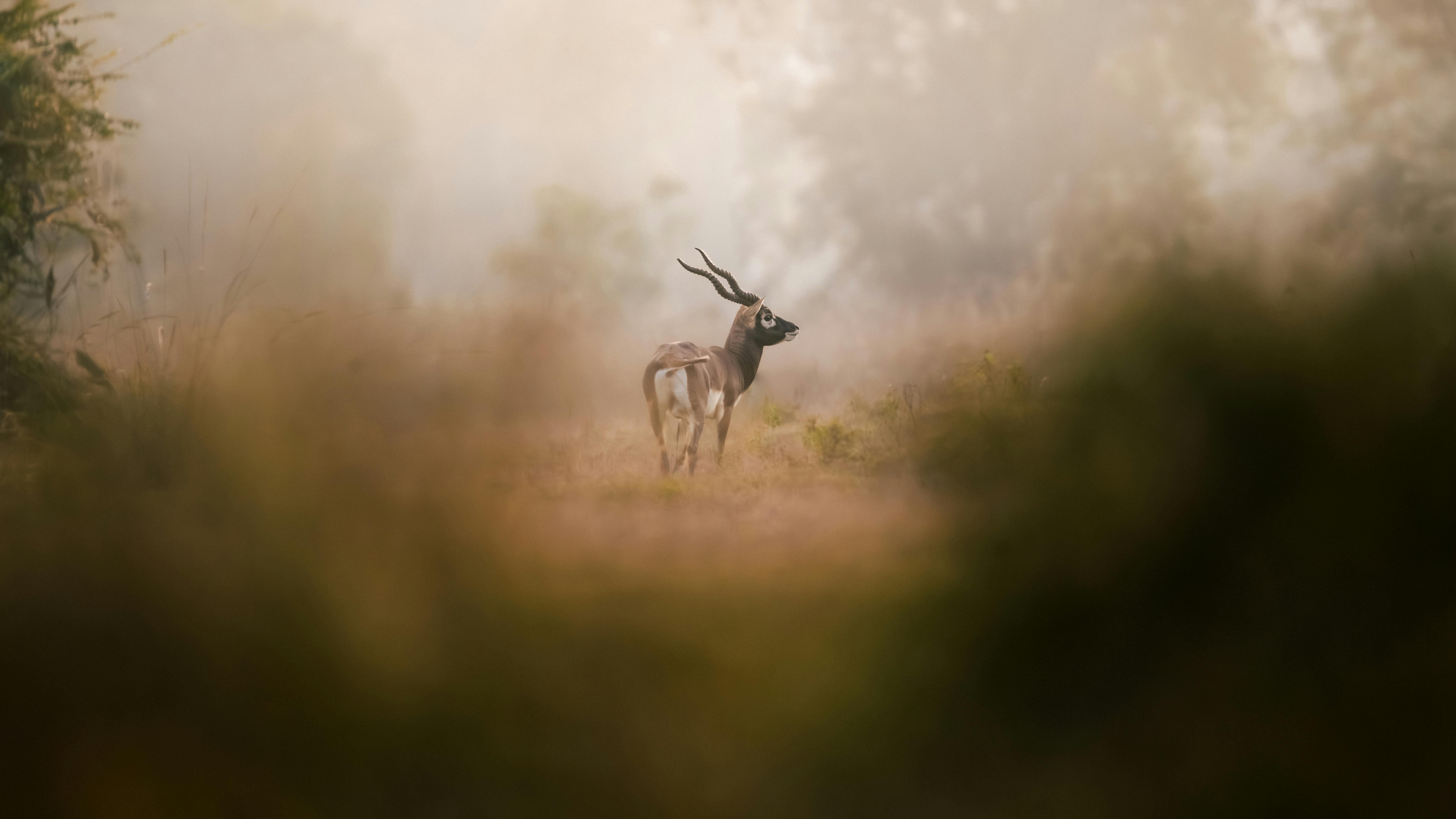 Gratuit Antilope cervicapre se tenant gracieusement dans les prairies brumeuses, ambiance naturelle sereine. Photos