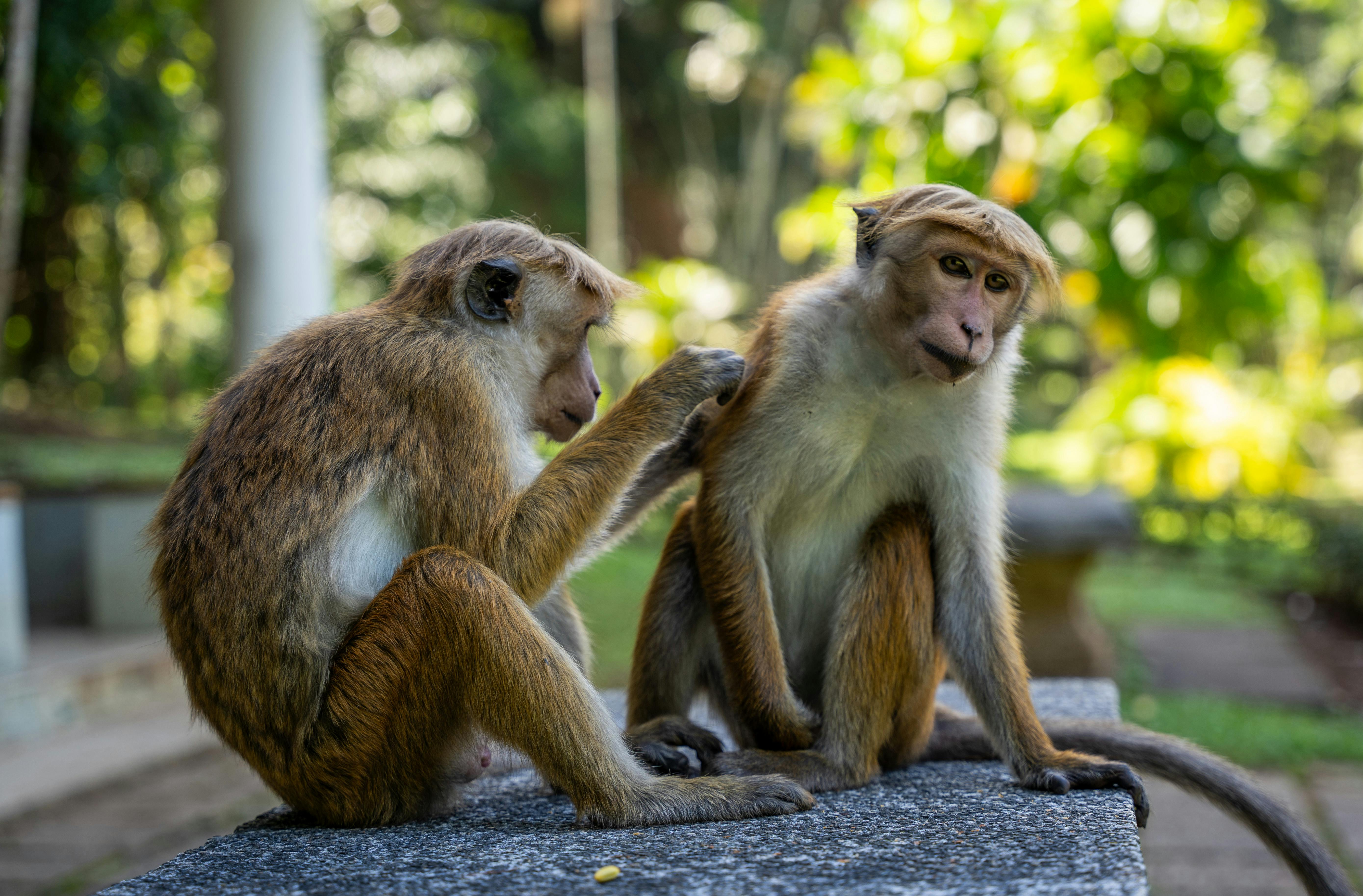 Two toque macaque monkeys grooming each other in a lush outdoor setting in Sri Lanka. - Animal SOS