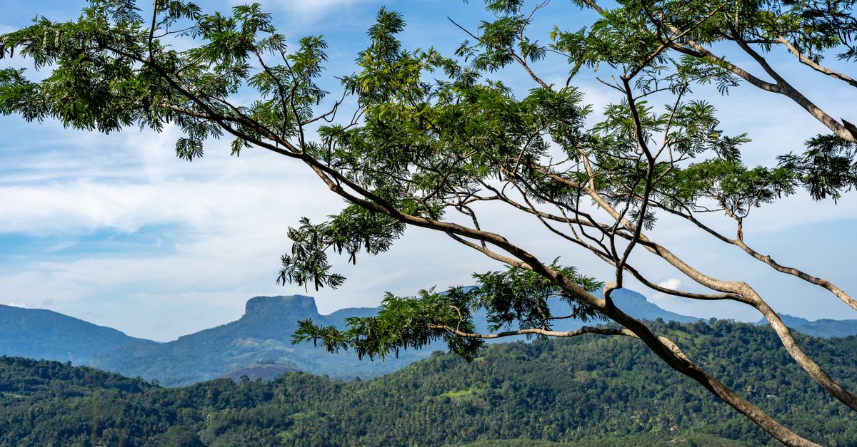 Breathtaking view of the lush Knuckles Mountain Range with vivid greenery and clear blue skies.