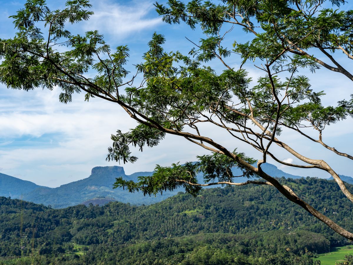 21 Day Ayurveda Panchakarma Healing Retreat in Nature, Sri Lanka 2