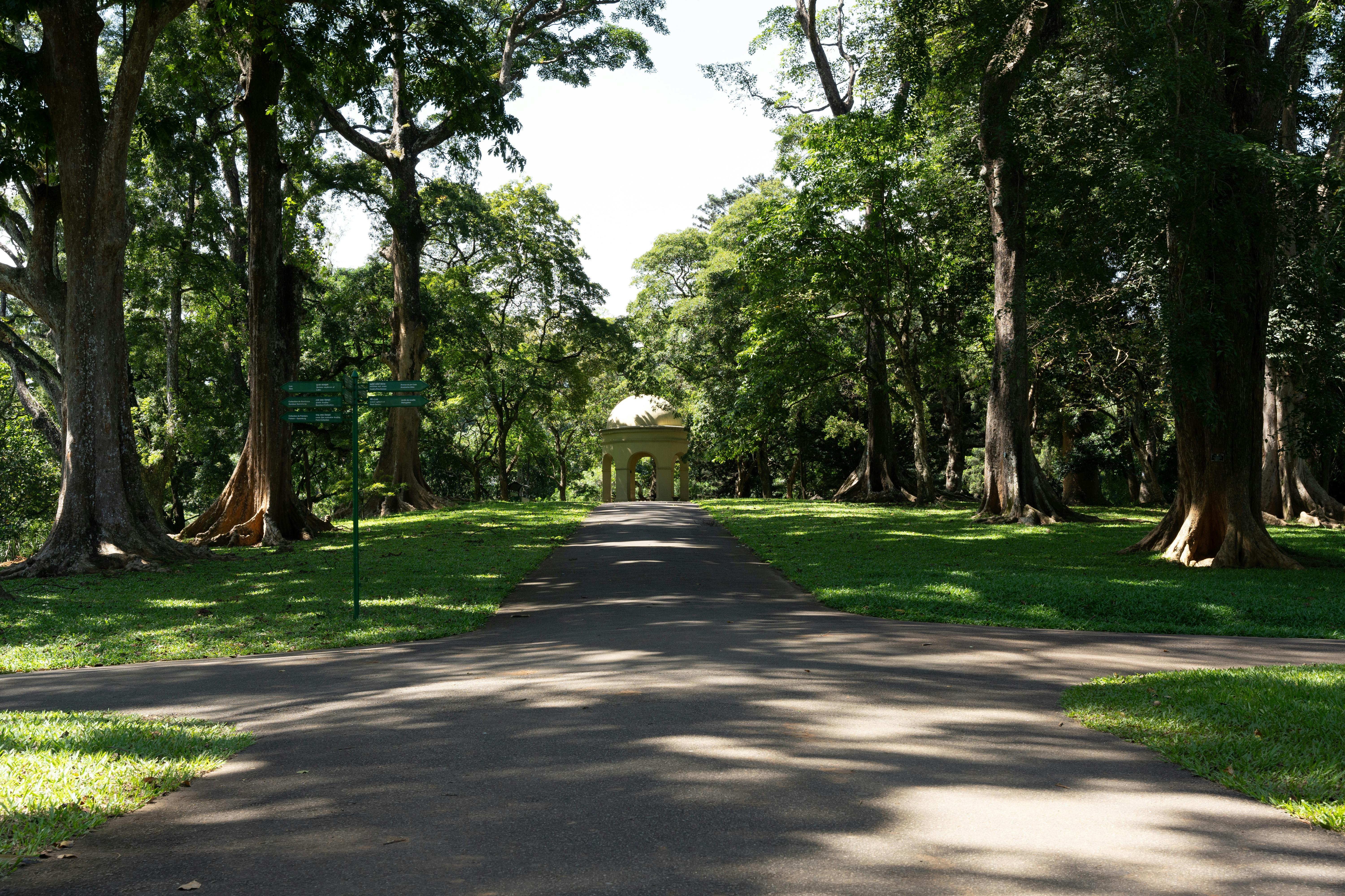 Tree-lined pathway in the Singapore Botanic Gardens near the Tanglin end of Orchard Road