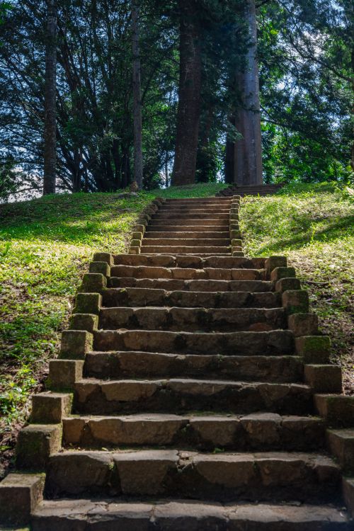 Free Serene stone steps leading through a vibrant forest under clear skies. Stock Photo