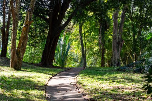 Free A tranquil forest path winding through dense, green foliage in a sunlit outdoor setting. Stock Photo