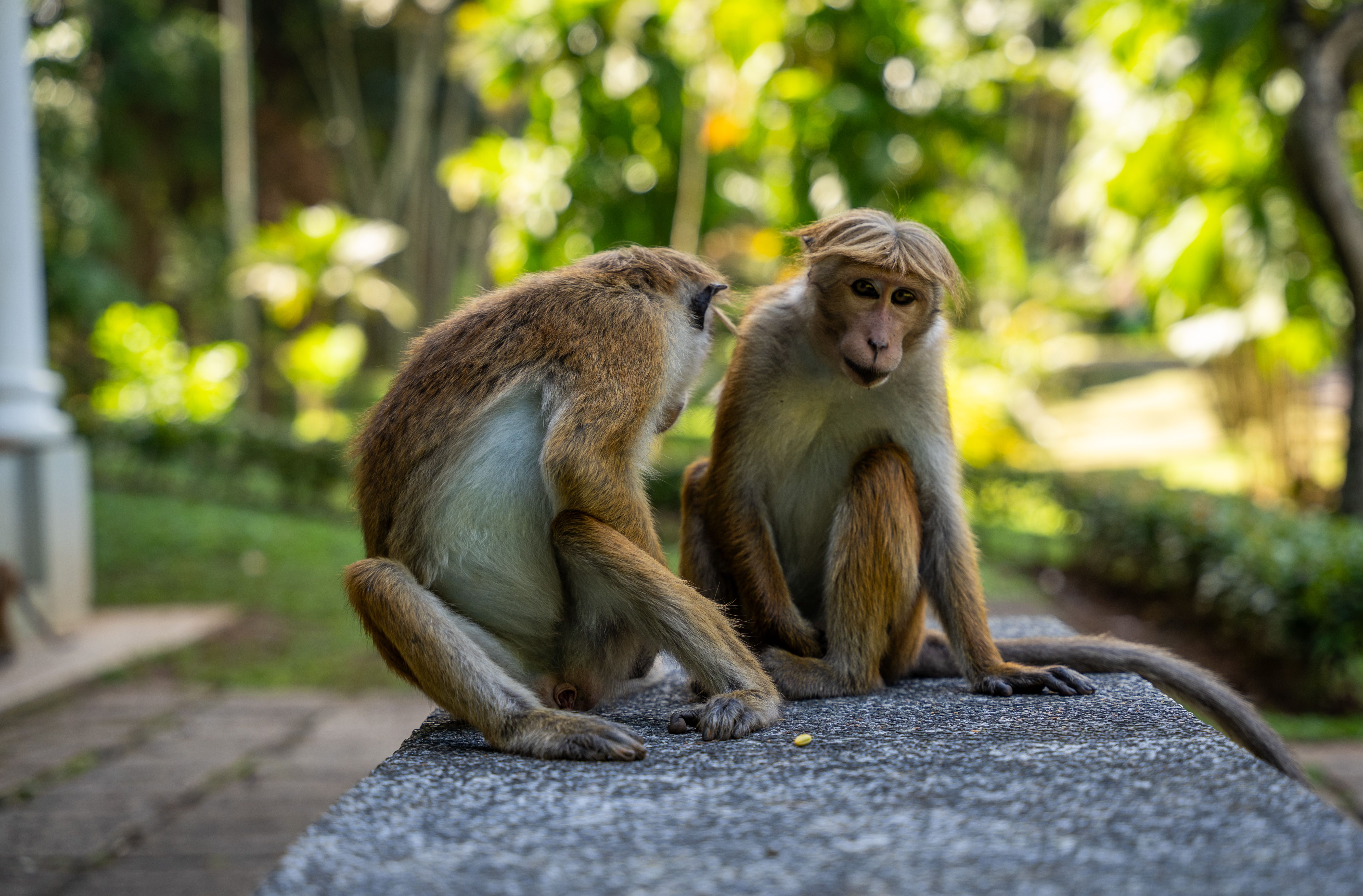 Toque Macaques Interacting in Lush Sri Lankan Setting · Free Stock Photo