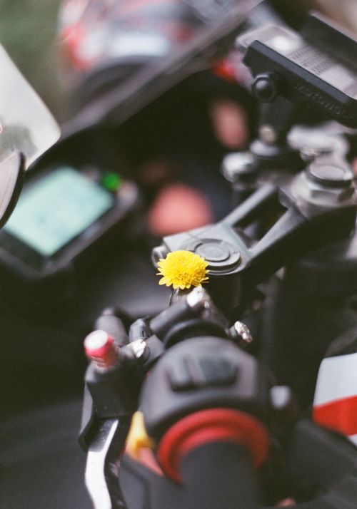 Free Close-up of yellow dandelion flower on a motorcycle handlebar control. Stock Photo