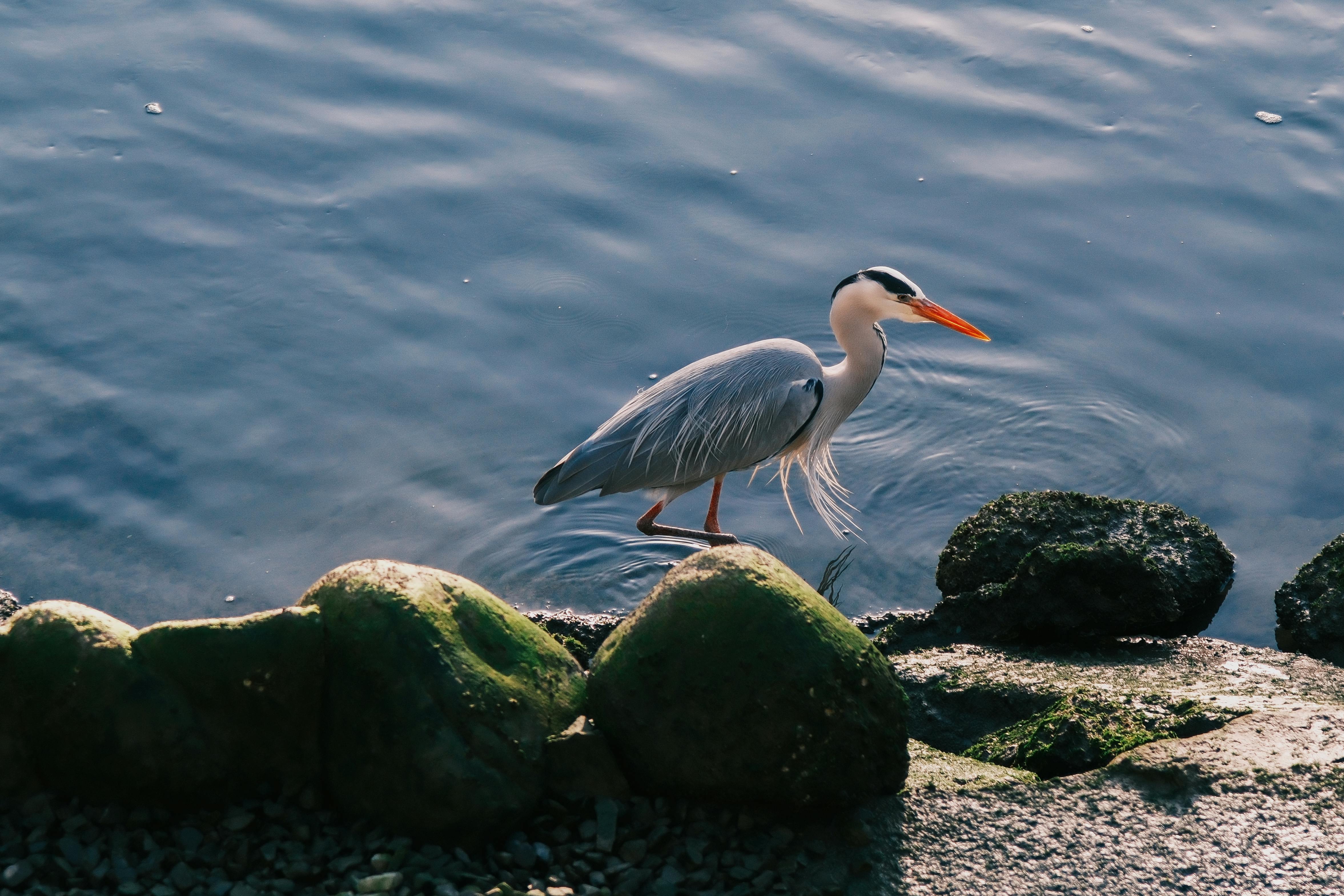 A serene grey heron gracefully wades along the waterside in Hiroshima, Japan.