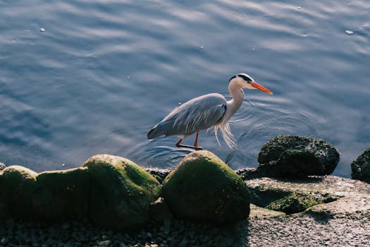 A serene grey heron gracefully wades along the waterside in Hiroshima, Japan.