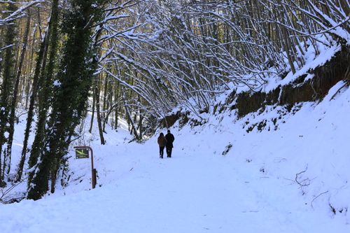 Free Two people walk down a snowy forest path, surrounded by snow-laden trees. Stock Photo