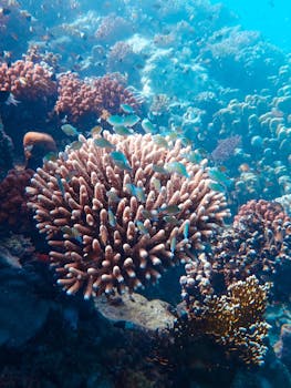 水下场景生动，充满活力的珊瑚礁中游弋着色彩缤纷的鱼类