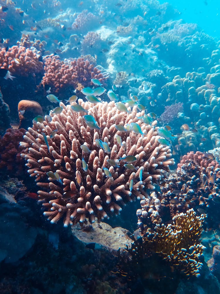 Underwater Photography Of Coral Reef 