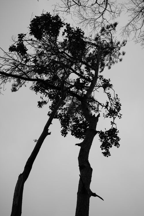 Free Black and white silhouette of trees reaching into a cloudy sky, capturing nature's dramatic essence. Stock Photo