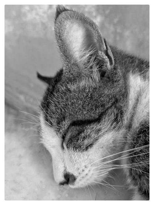Free stock photo of cat, dreaming, ears Stock Photo
