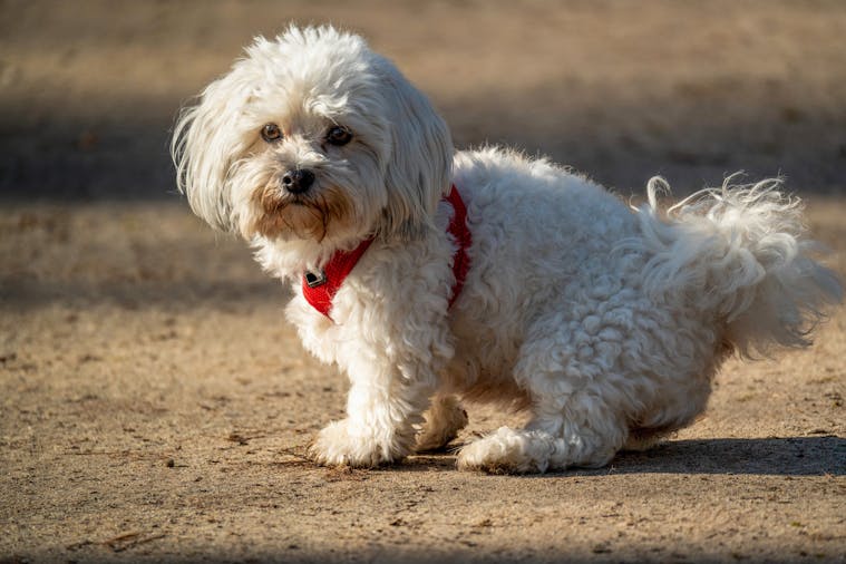 Charming white Maltese dog with a red harness enjoying a sunny day outdoors.