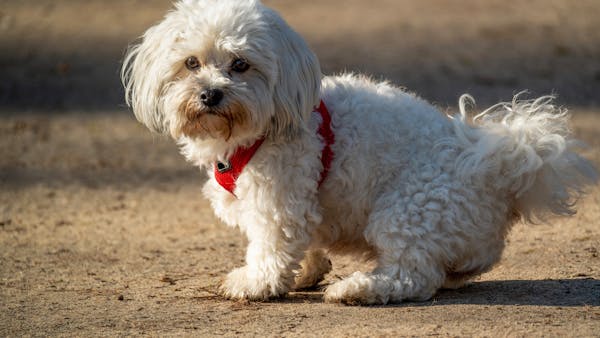 Charming white Maltese dog with a red harness enjoying a sunny day outdoors.