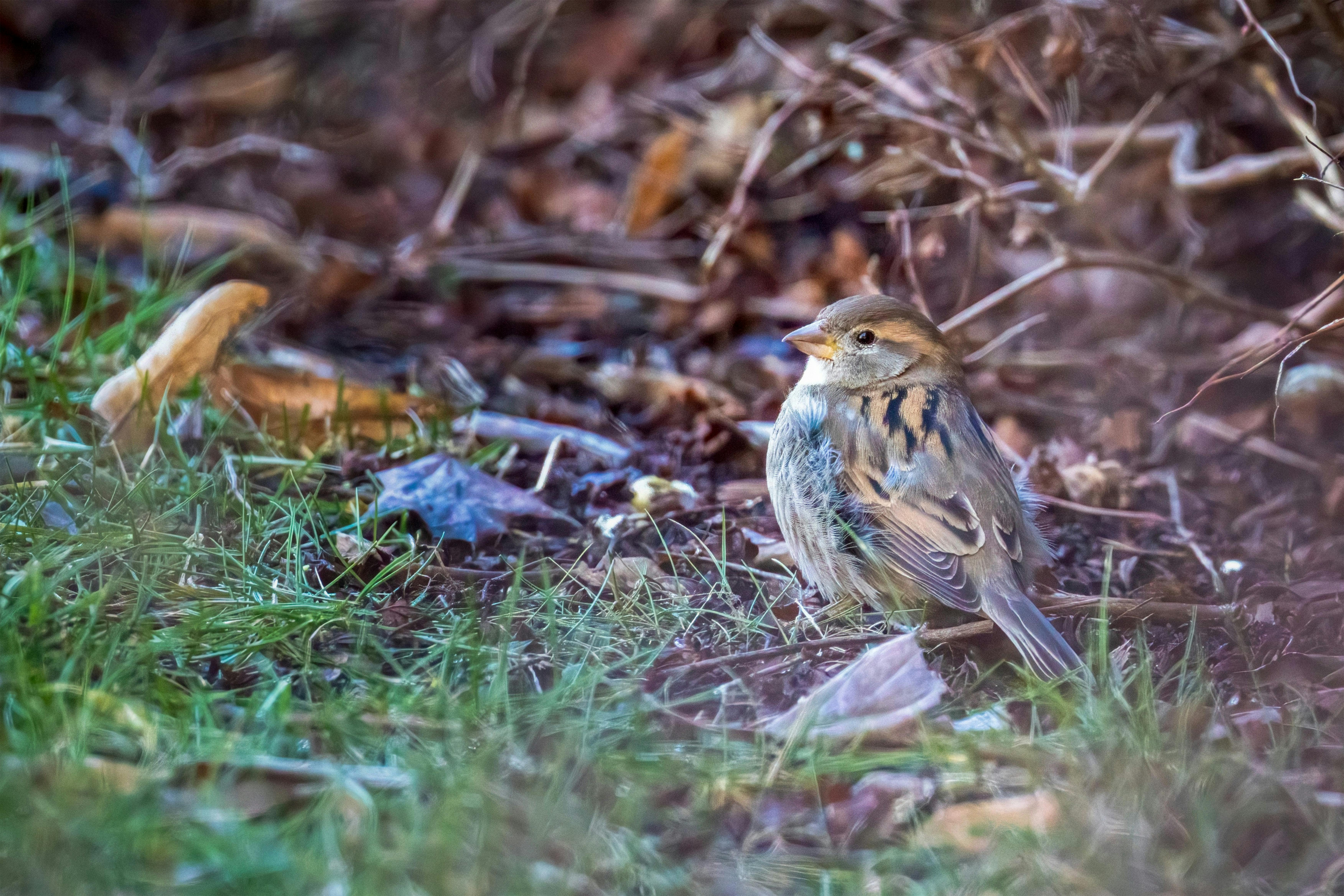 A sparrow sits peacefully on the forest floor, surrounded by grass and leaves, showcasing its natural habitat.
