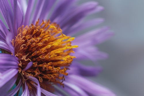 Photos gratuites de fleur, fleur violette
