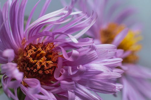 Photos gratuites de fleur, fleur violette