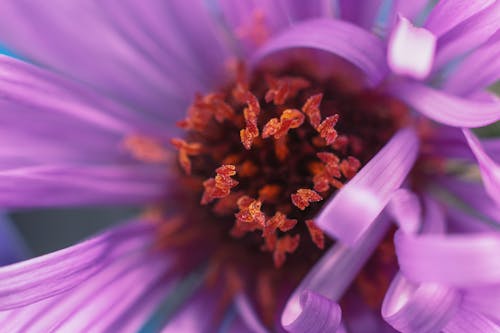 Photos gratuites de fleur, fleur violette